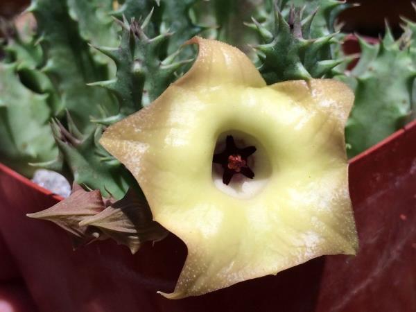 http://www.cloudjungle.com/cloudjungle/Asclepiadaceae/Huernia/Huernia somalica flower.jpg